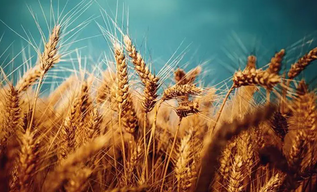 Overview of mycotoxin detection