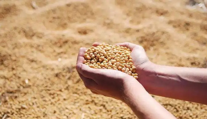 Soybean ANFs detection scheme