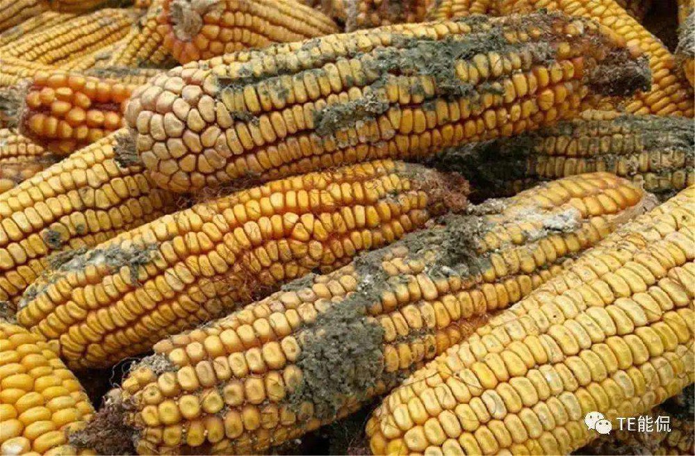 What is Aflatoxin B1 and what does its detection involve?