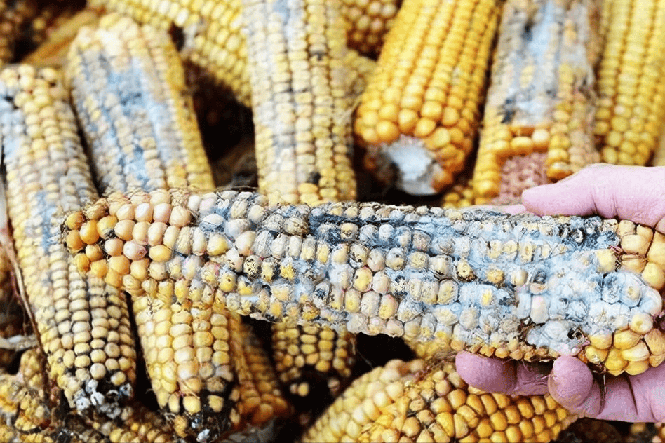 Corn contaminated with mycotoxins