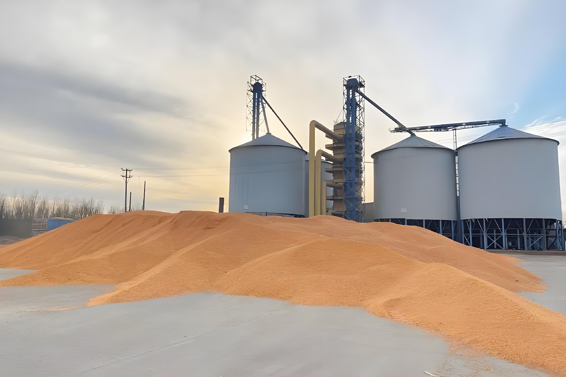Fumonisins mainly contaminate corn.